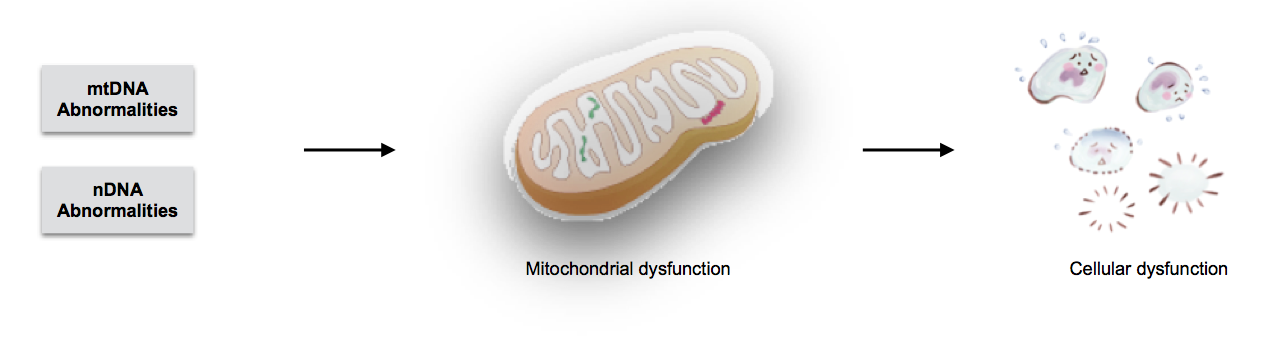 Mechanism of mitochondrial disease