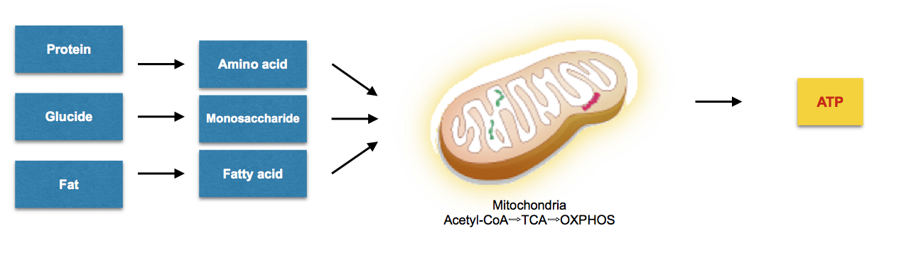 Role of mitochondria